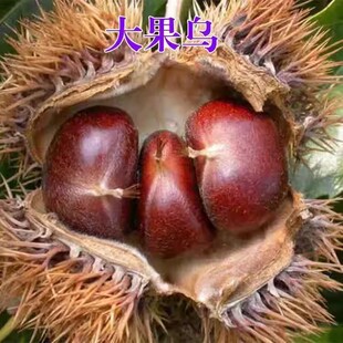 大果乌板栗树苗 油栗苗封开油栗苗 嫁接栗子树苗南方北方种植果树