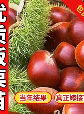 耐寒大果板栗树苗嫁接地栽高产大板栗树苗当年结果南方北方种植苗