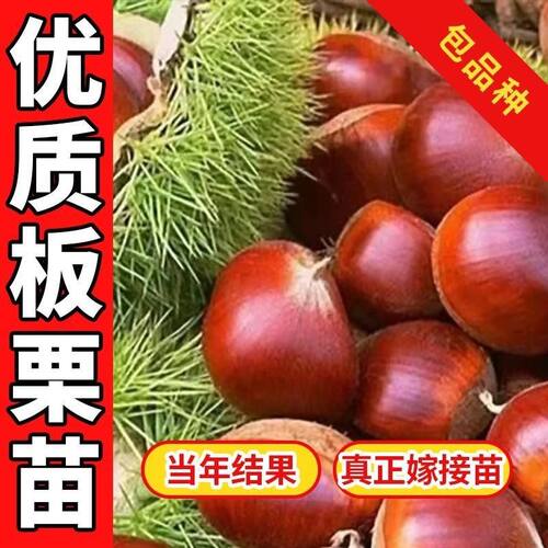 耐寒大果板栗树苗嫁接地栽高产大板栗树苗当年结果南方北方种植苗