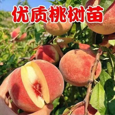 桃树树苗特大嫁接超甜水蜜桃南北方矮化盆栽庭院地栽耐寒当年结果