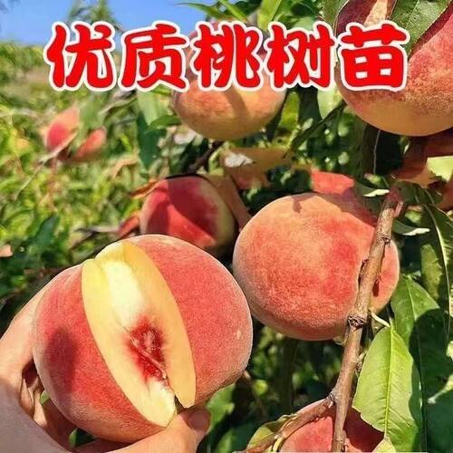 桃树树苗特大嫁接超甜水蜜桃南北方矮化盆栽庭院地栽耐寒当年结果
