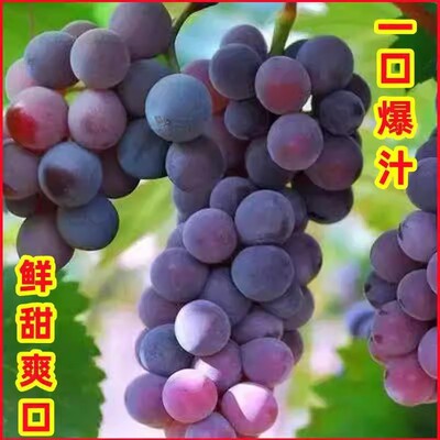 特大葡萄果树苖巨峰无籽耐寒超甜大果葡萄苗爬藤葡萄树南北方种植