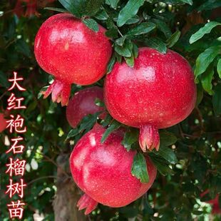 石榴树苗耐寒大红袍特大软籽石榴树南北方种植当年结果无籽石榴苗