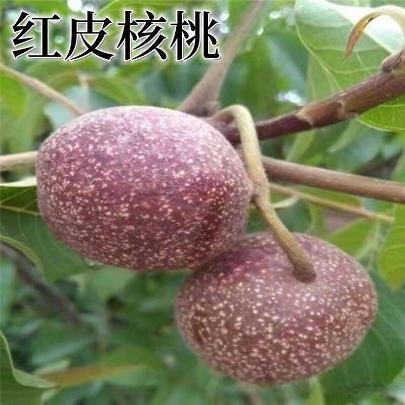 红皮核桃苗 美国红仁核桃苗 当年结果嫁接核桃树苗南北方种植耐寒