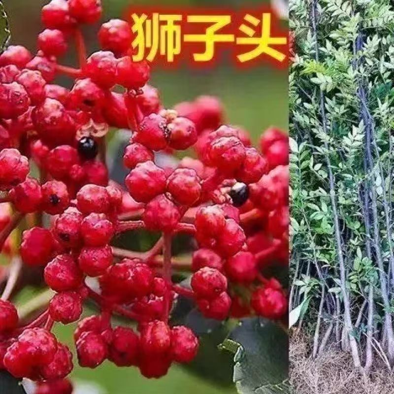 青花椒麻椒树苗大红袍花椒树苗南方北方大面积种植篱笆围墙花椒树图片