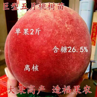 桃树苗新品种特大红蜜桃树苗嫁接五月早熟南方北方种植盆栽地栽苗