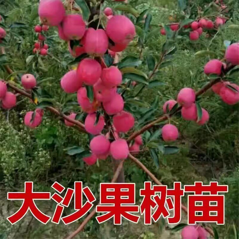 大沙果树苗黄沙果红沙果123小苹果树苗耐寒水果苗南方北方种植