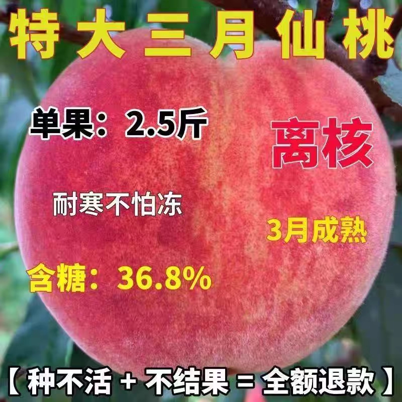 特大早熟三月桃树果苗嫁接脆甜大红桃树苗南方北方种植当年结果