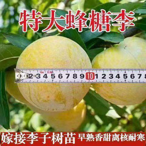 特大蜂糖李子果苗 嫁接李子树苗南北方种植 超甜高产离核果树苗