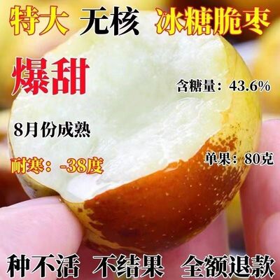特大冰糖脆枣树苗果苗南方北方种植耐寒盆栽地栽当年结果果树苗