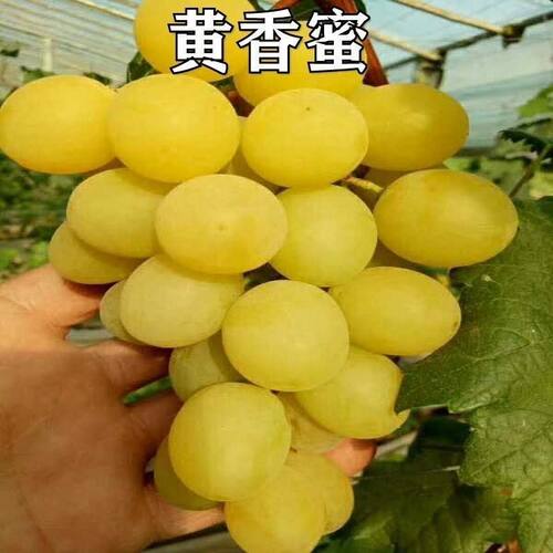 新品种果树苗葡萄树苗爬藤果树葡萄苗南北方种植黄香蜜苗盆栽地栽