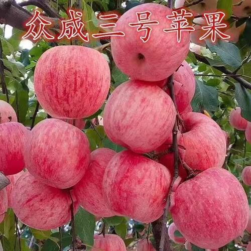 正宗众成三号苹果树苗嫁接特大鸡血条纹红富士苹果苗地栽耐寒果树
