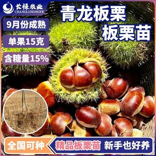板栗树果苗嫁接苗甜糯青龙板栗苗晚熟盆栽地栽南北方种植糯板栗苗