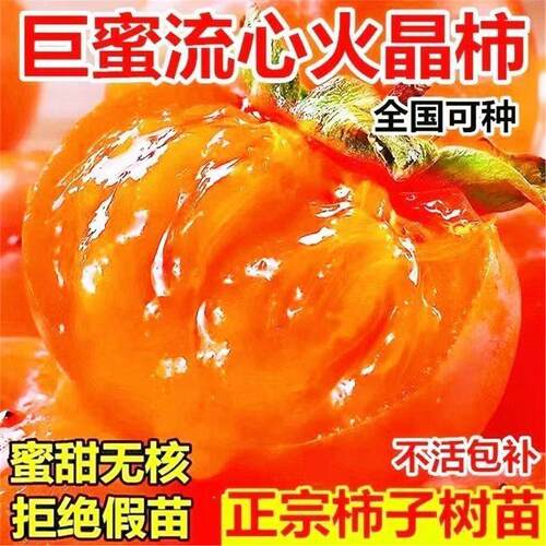 特大正宗柿子果树苗火晶软柿子超甜大果无核盆栽地栽南方北方种植