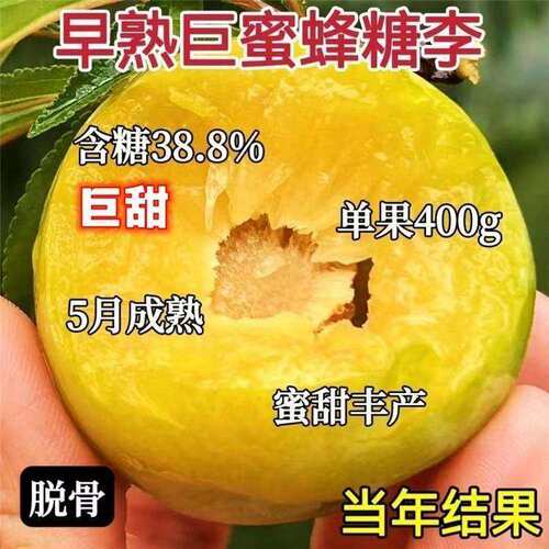 特大蜂糖李子树苗嫁接早熟新品种超甜南北方种植地栽盆新品种果树