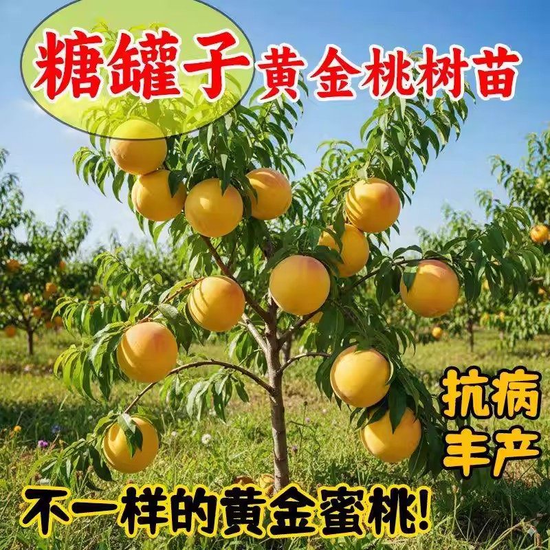 正宗改良品黄金蜜桃树苗嫁接果树苗大果新手好养南北方种植耐寒,鲜花速递/花卉仿真/绿植园艺,果树,淘宝优惠券,粉丝福利购,淘宝优惠卷