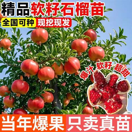 特大软籽石榴树苗果树红宝石石榴苗盆栽庭院大果耐寒南北方种植