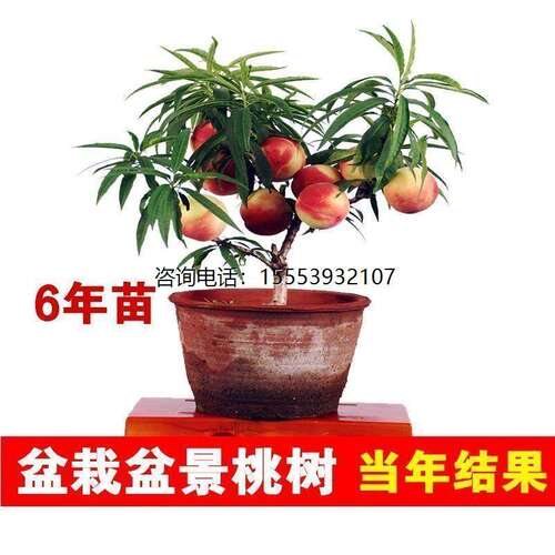 正宗嫁接矮化寿桃树苗 南方北方盆栽地栽 桃树苗桃苗四季开花结果