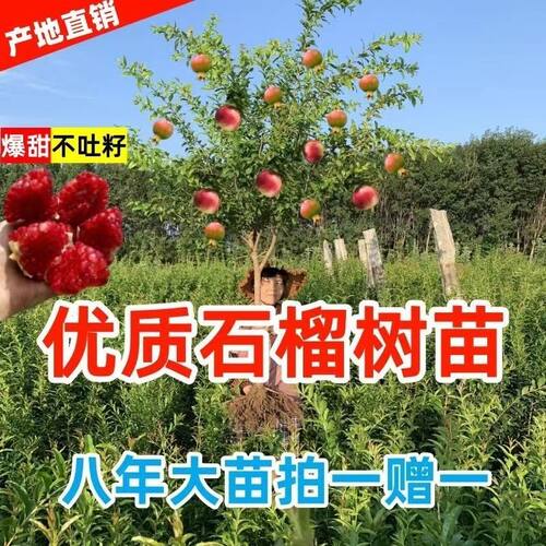 甜石榴树苗突尼斯软籽石榴树苗耐寒无籽石榴苗南北方种植当年结果