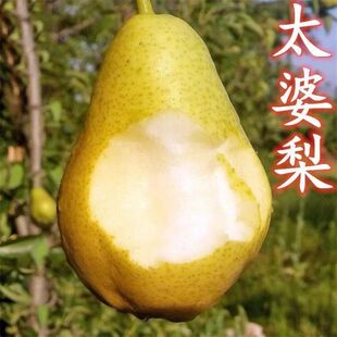 太婆梨树果苗南北方庭院地栽种植香梨阳台盆栽嫁接果树苗盆栽地栽