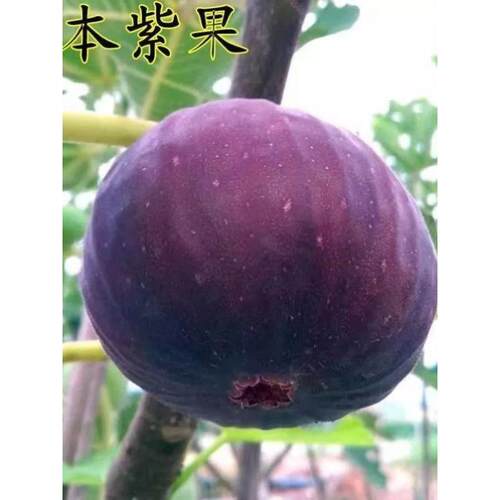 种日本紫果无花果树苗南方北方种植特大当年结果抗寒盆栽地栽果苗