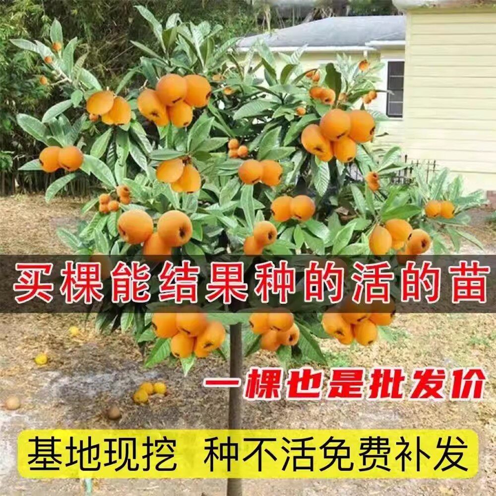 大五星枇杷树苗盆栽地栽无核砂糖枇杷果树苗南方北方种植当年结果