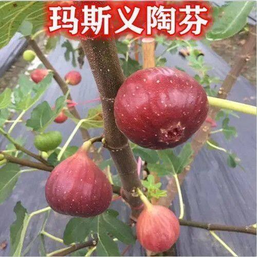 玛斯义陶芬无花果树苗紫陶芬无花果苗树带果盆栽地栽种植当年结果