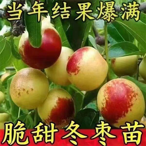 无核冰糖冬枣苗甜枣大红枣耐寒耐冻冬枣树苗当年结果