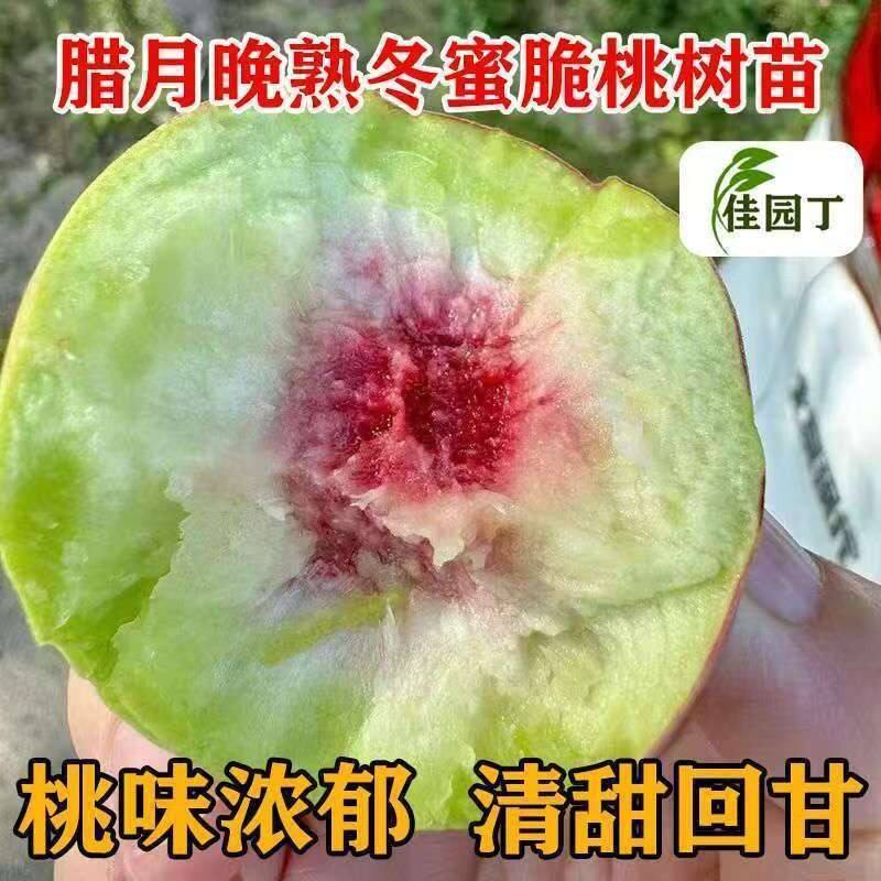 爆甜冬雪桃苗腊月成熟正宗冬桃树苗晚熟桃树苗耐寒当年结果地栽桃