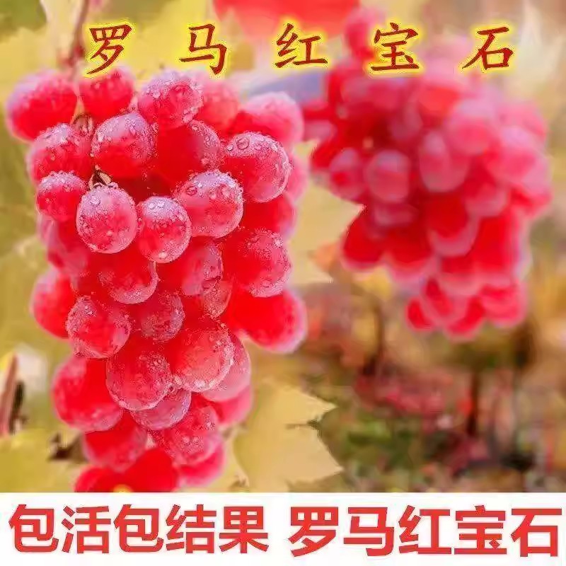 超甜嫁接罗马红宝石葡萄树苗无核红宝石南方北方种植盆栽地栽苗