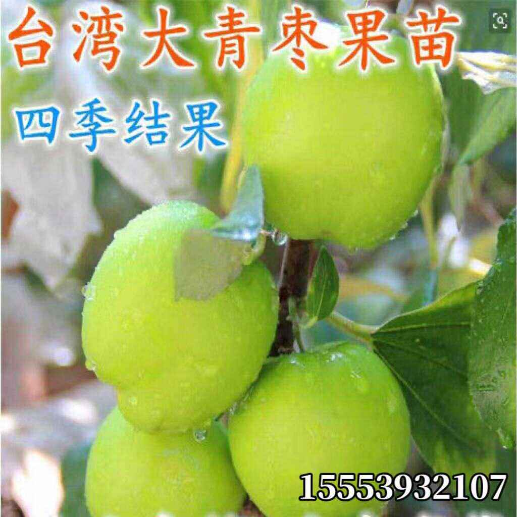 台湾牛奶特大青枣嫁接枣树苗贵妃蜜枣脆甜水分多全国种植当年结果