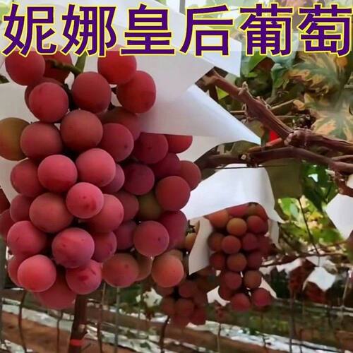 新品种葡萄树苖 妮娜皇后葡萄苖 南方北方四季种植庭院爬藤果树苖