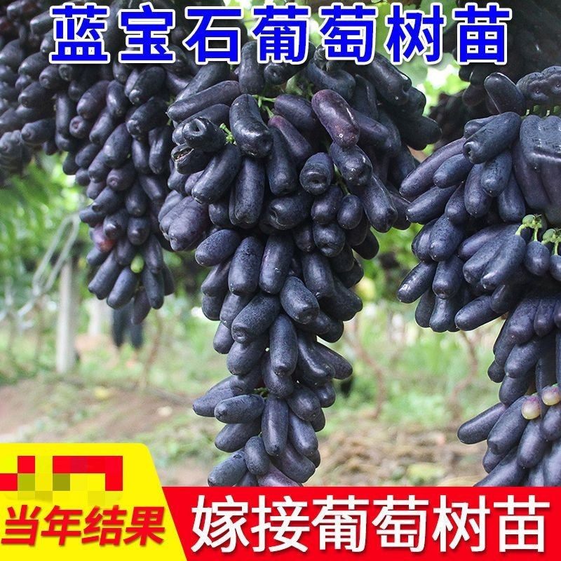 新品蓝宝石葡萄树苗 澳洲黑手指 黑加仑果树苗蓝宝石葡萄苗