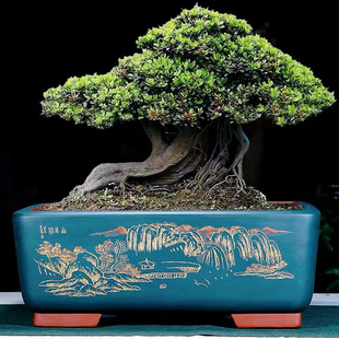 花盆紫砂花盆陶瓷花盆长方形盆景花盆榕树罗汉松迎客松灵芝老桩盆