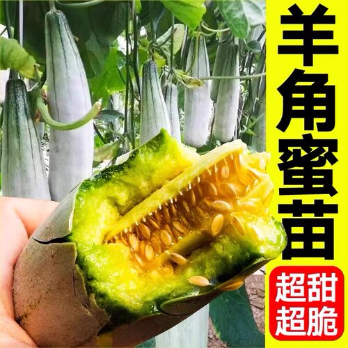 酥脆羊角蜜苗超甜羊角蜜甜瓜秧苗薄皮香瓜苗香甜可口易种瓜果秧苗