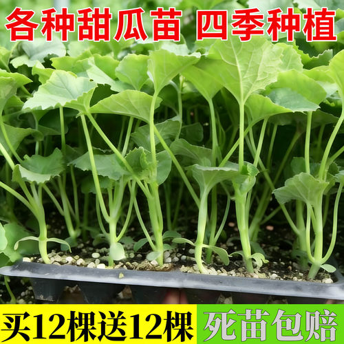 酥脆羊角蜜秧苗超甜羊角蜜甜瓜秧苗薄皮香瓜苗香甜可口易种瓜果种