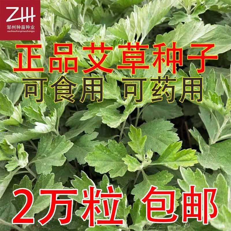 艾草种子大叶驱蚊虫种籽