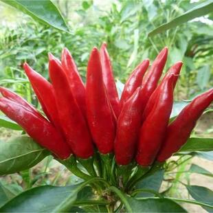 特辣秧小米辣幼苗海椒小米椒阳台盆栽四季辣椒苗蔬菜秧苗