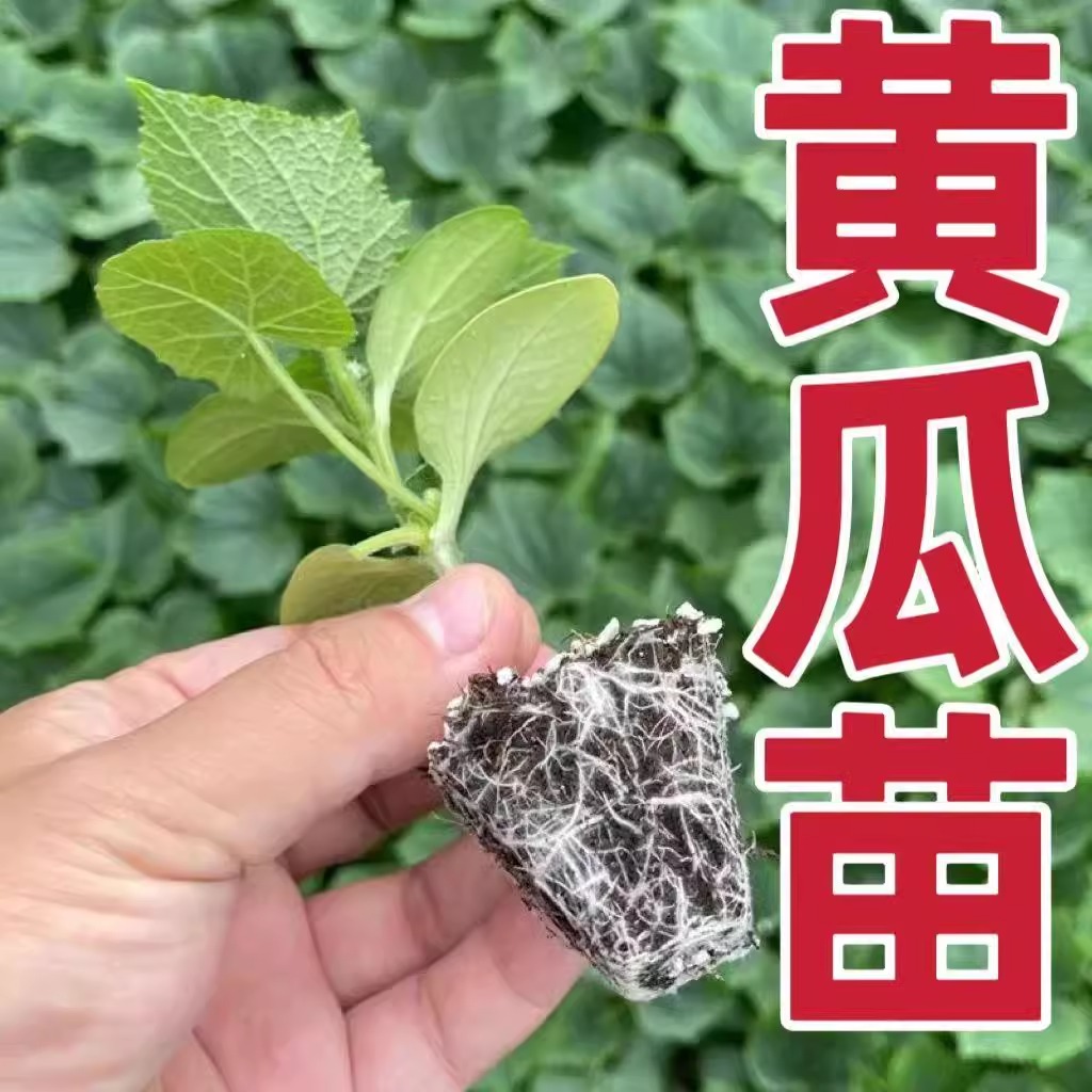 黄瓜苗秧苗荷兰水果黄瓜苗旱青瓜苗高产密刺青瓜四季阳台盆栽菜苗