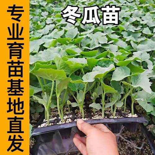 特大粉皮冬瓜苗黑皮大冬瓜广东绿皮绿春小冬瓜苗蔬菜苗高产四季苗