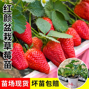 草莓种植苗盆栽脱毒穴盘苗带花果带土四季奶油红颜秋冬草莓秧苗
