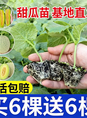 高产羊角蜜甜瓜秧苗超甜香瓜苗绿宝石甜瓜苗水果黄瓜博洋九号种苗