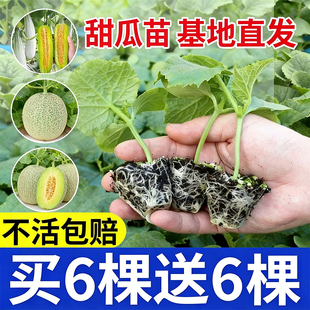 高产羊角蜜甜瓜秧苗超甜香瓜苗绿宝石甜瓜苗水果黄瓜博洋九号种苗