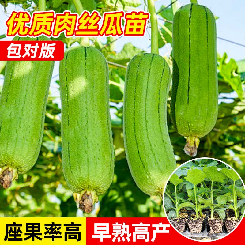 肉丝瓜苗子秧苗大果蔬菜四季苗秧种苗/半成品盆栽