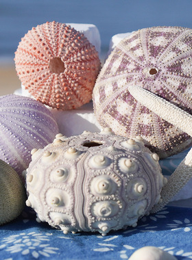 天然贝壳海螺系列海胆壳标本工艺品家居收藏摆件装饰空气凤梨