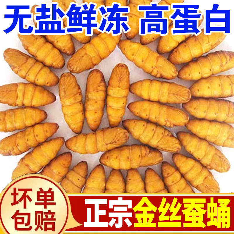 【当季新货】鲜活冷冻金丝蚕蛹