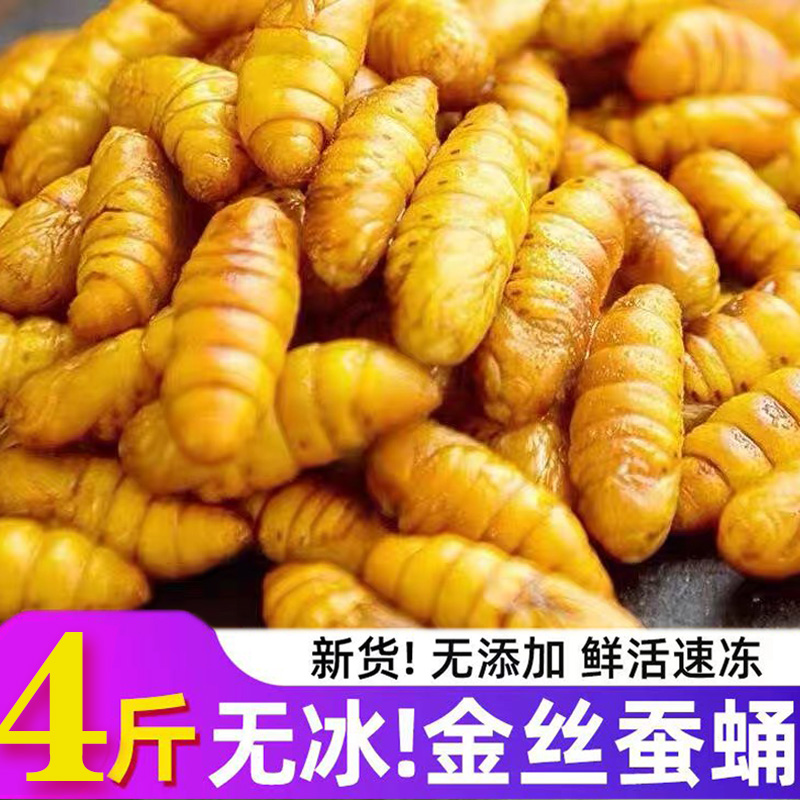 蚕蛹特级金丝鲜活速冻高蛋
