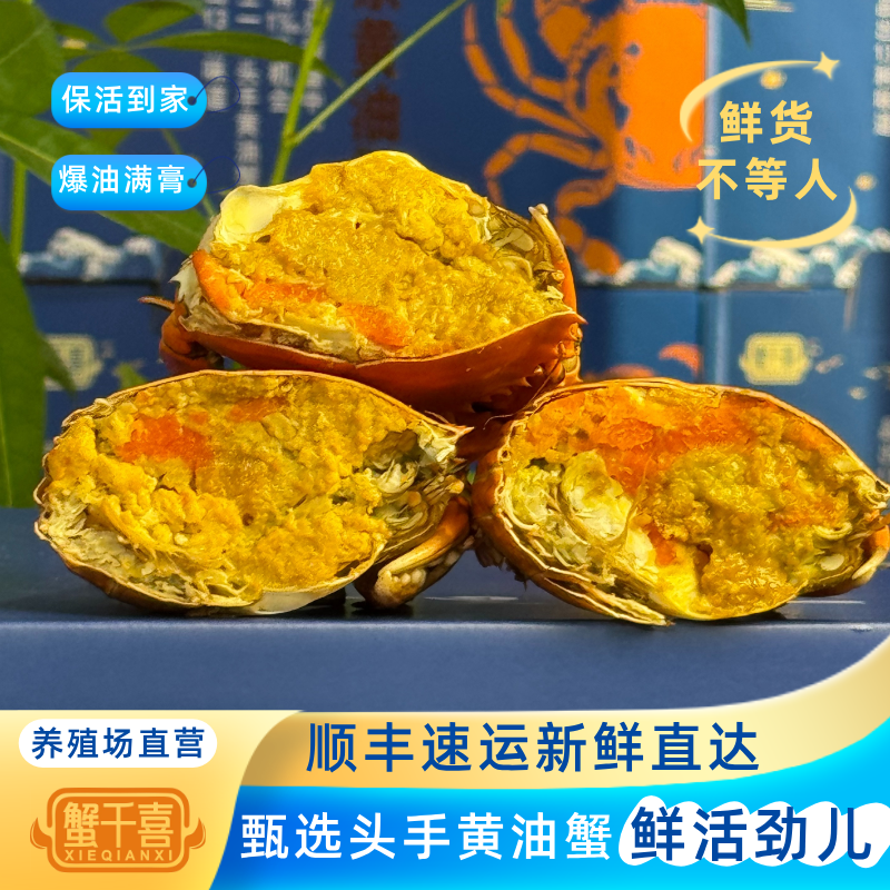 头手黄油蟹海鲜鲜活特大膏油蟹6两产地直发膏满流油青蟹高端礼品