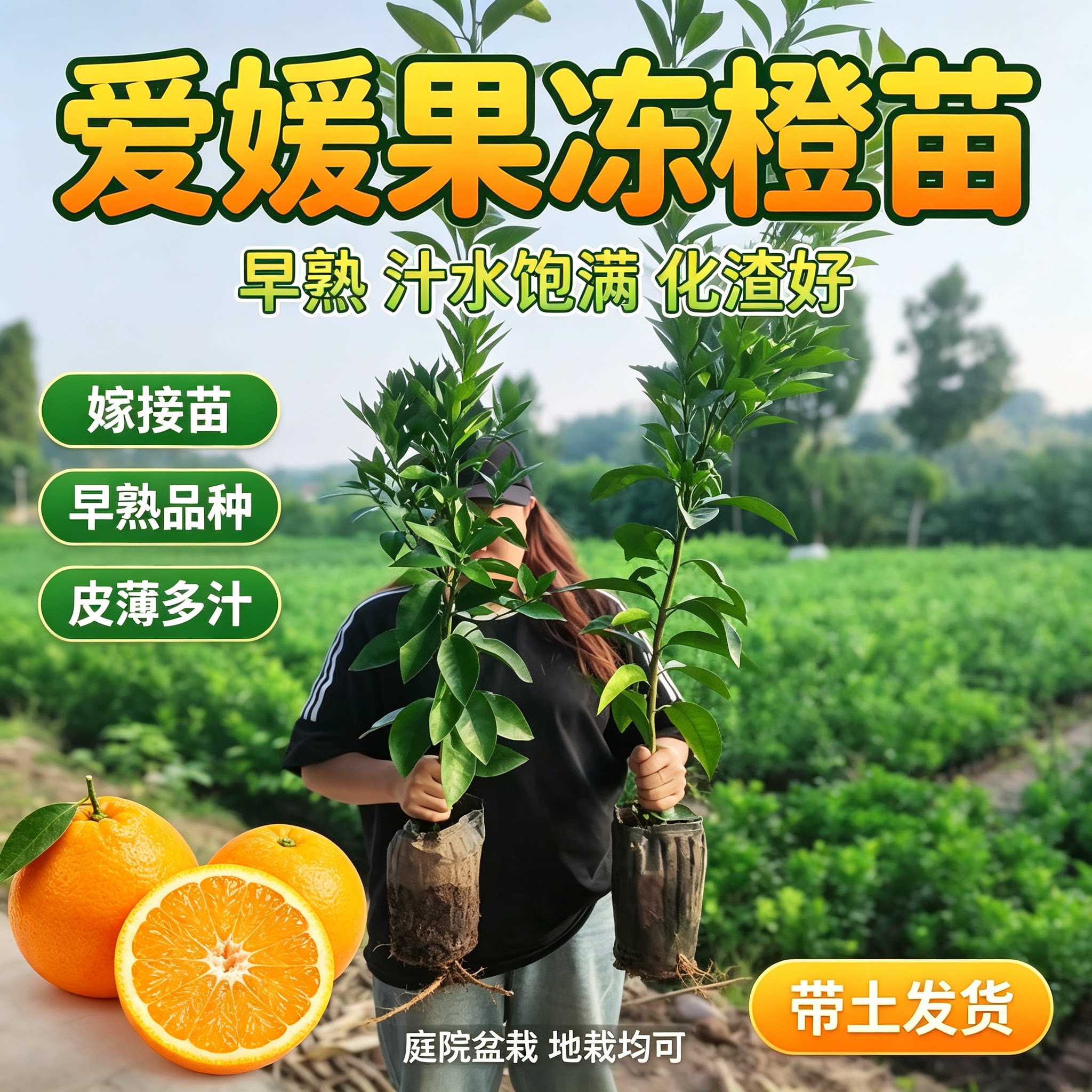 【爱媛果冻橙】四川嫁接柑橘果树苗庭园种植花园种植包邮汁水饱满图片