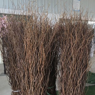 龙柳枝条树枝树干装饰室内高级感侘寂风天然真干花摆件插花干鲜枝
